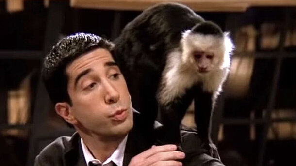 Дэвид Швиммер ревновал к обезьянке Марселю на съемках «Друзей» 