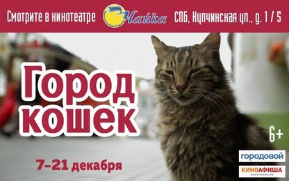 «Город кошек» и «Дыши ради нас» покажут в киноцентре «ЧАЙКА»