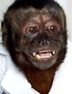 Crystal the Monkey