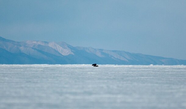 Водная жизнь Водная жизнь