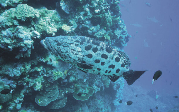 О чём говорят мурены О чём говорят мурены