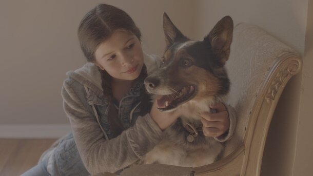 Рождественские чудеса и милые собаки. Рождественские чудеса и милые собаки.