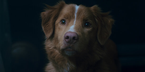 Милый пес Инди сталкивается с призраком, который хочет убить его хозяина. Милый пес Инди сталкивается с призраком, который хочет убить его хозяина.