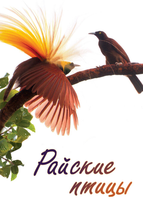 Постер сериала Райские птицы