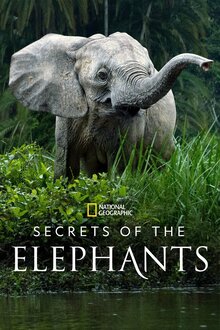 Secrets of the Elephants - Season 1
