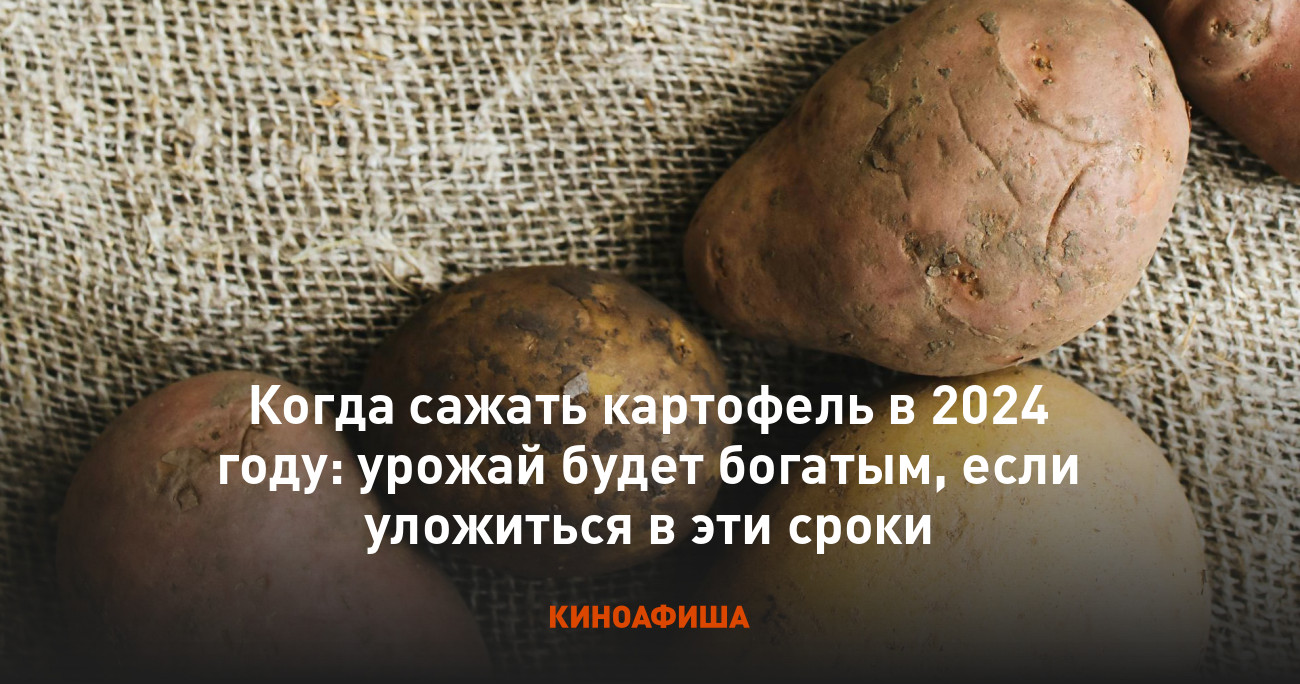 Когда сажать картофель в 2024 году: урожай будет богатым, если уложиться в  эти сроки