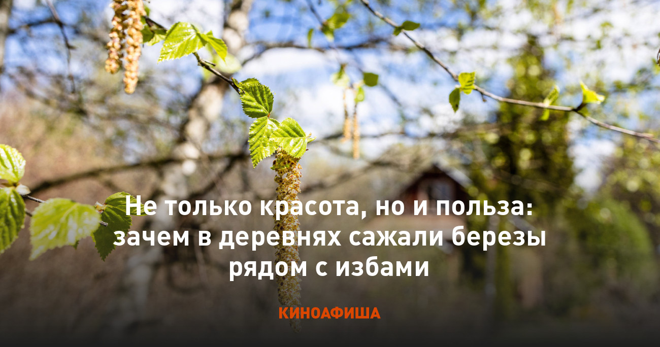 Не только красота, но и польза: зачем в деревнях сажали березы рядом с  избами