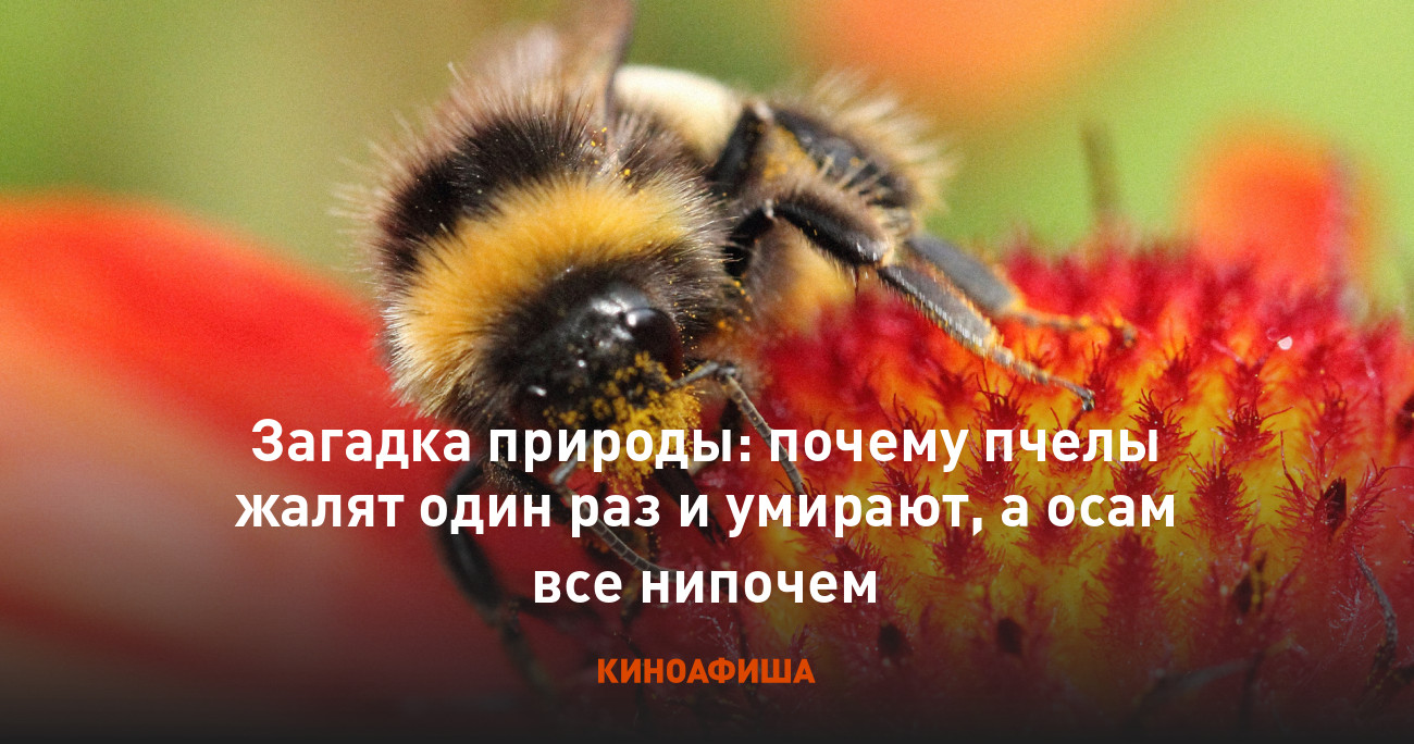 Загадка природы: почему пчелы жалят один раз и умирают, а осам все нипочем