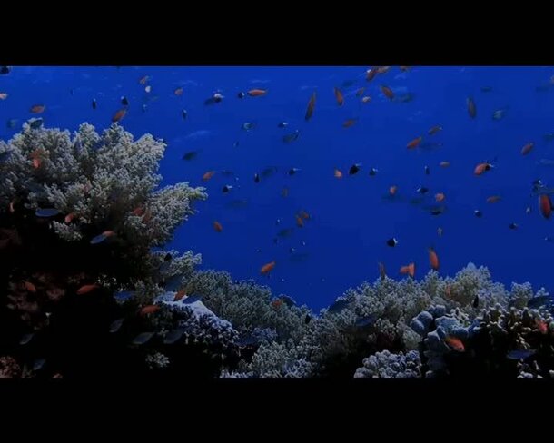 Коралловый риф 3D - трейлер