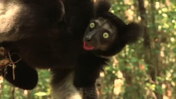 Island of Lemurs: Madagascar - trailer with russian subtitles