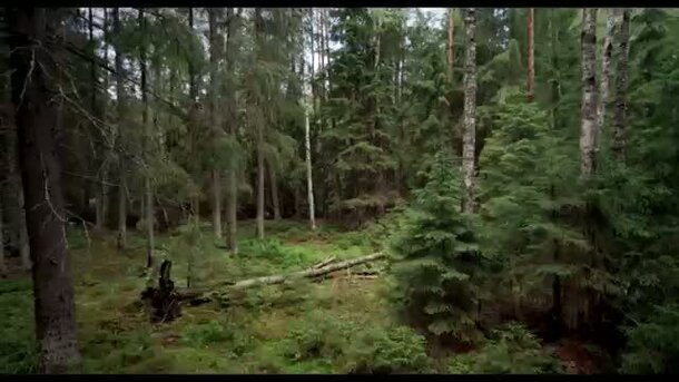 Чудесный лес - дублированный трейлер