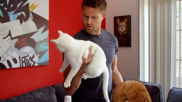 Cat Daddies - trailer in russian