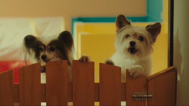 Dog Days - russian teaser