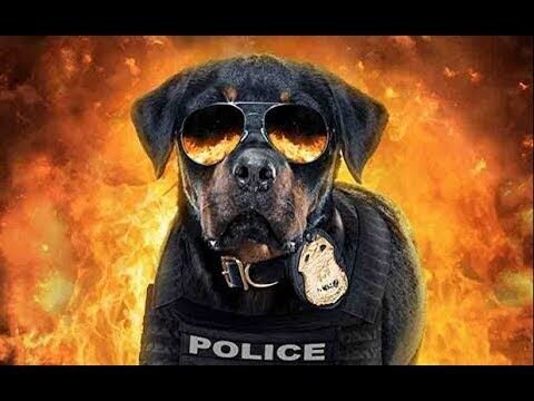 Show Dogs - trailer