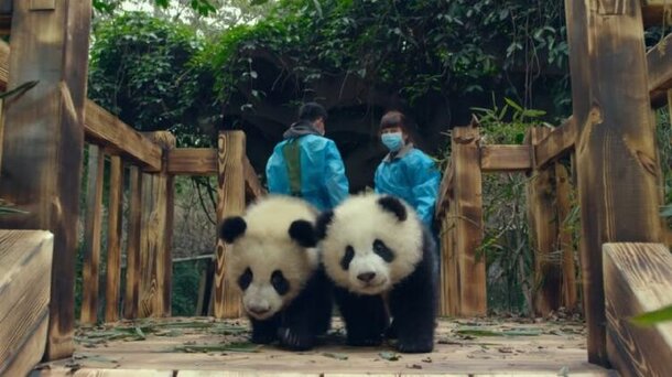 Pandas - trailer