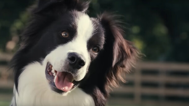 Inside the Mind of a Dog - trailer
