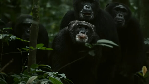 Империя шимпанзе - трейлер
