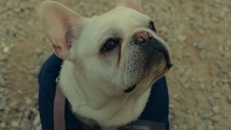 Dog Days - trailer in russian