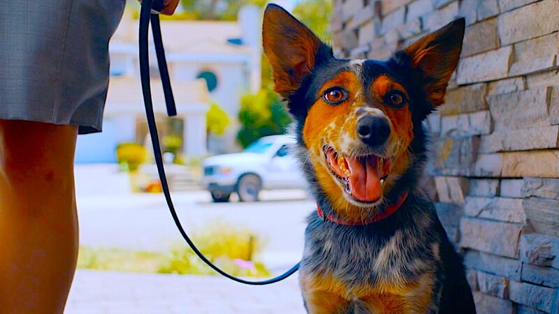 Pups Alone - trailer in russian