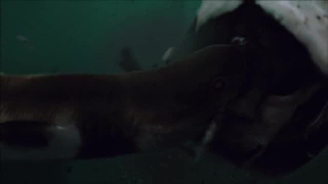 Shark Night 3D - fragment 4