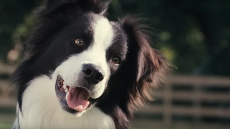 Inside the Mind of a Dog - trailer