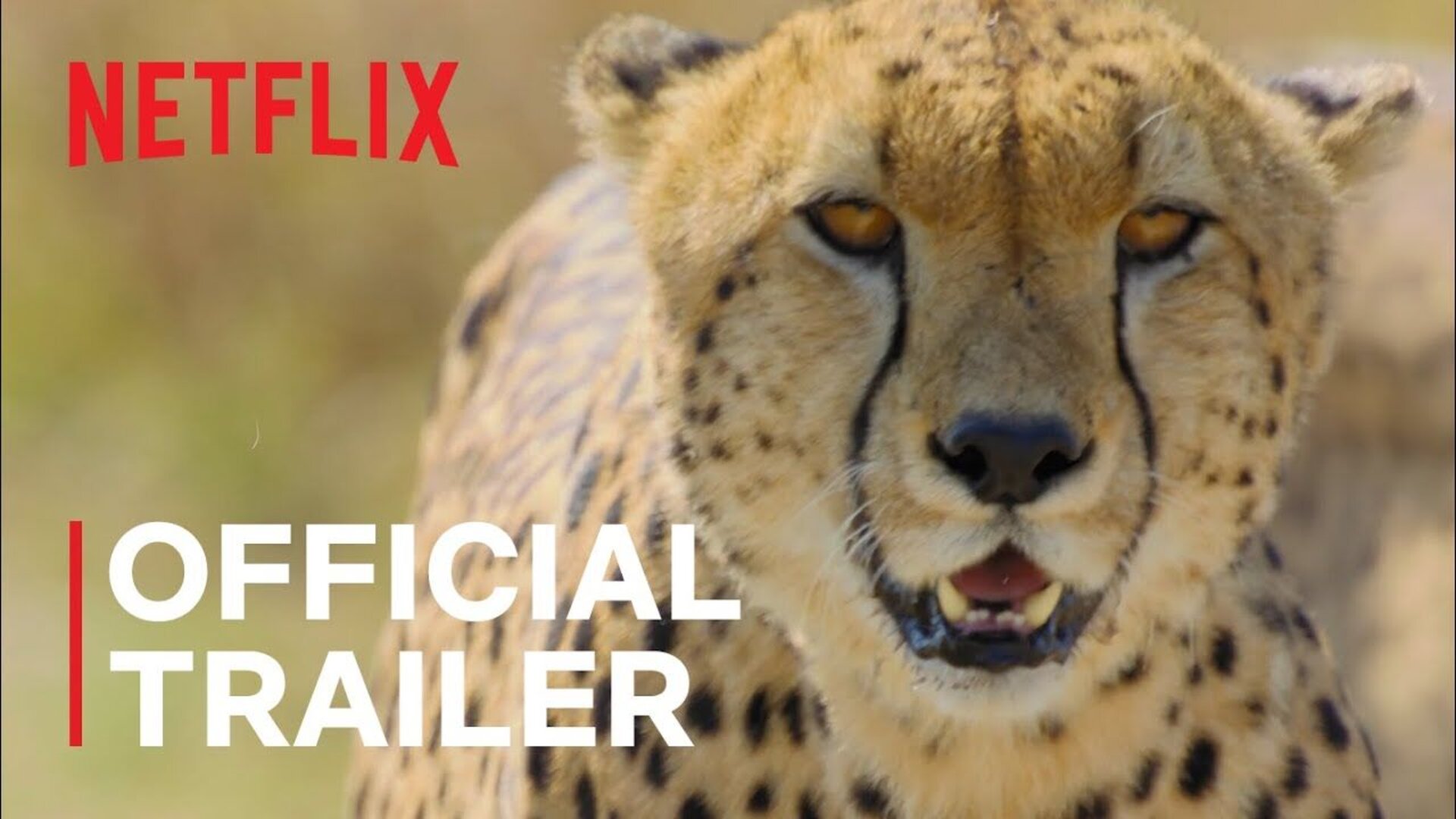 Удивительные животные - trailer первого сезона