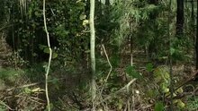 В тумане - отрывок 1