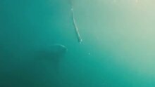 Dark Tide - fragment 3
