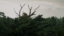 Пит и его дракон - дублированный тизер-трейлер