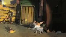 Belka i Strelka. Zvyozdnye sobaki - trailer