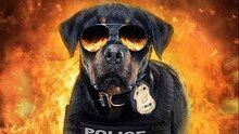 Псы под прикрытием - trailer