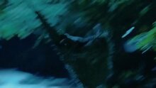 Zookeeper - teaser