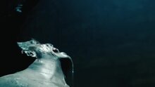 Wrath of the Titans - trailer