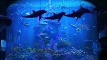 Finding Dory - russian final trailer