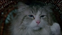 Nine Lives - trailer