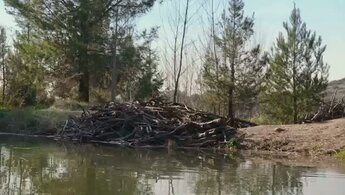 Zombeavers - trailer