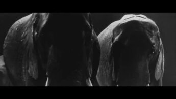 The Elephant Man - trailer