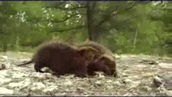 White Tuft, the Little Beaver - §д§в§ц§ы§э§ц§в