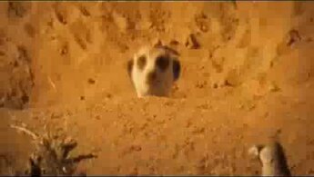 The Meerkats - trailer