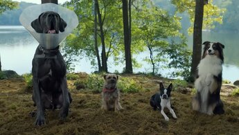 Strays - trailer #2