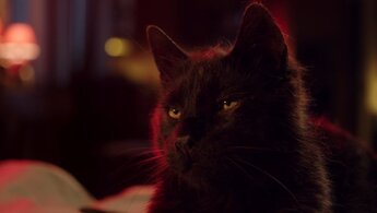 Cat Call - trailer in russian