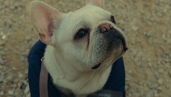 Dog Days - trailer in russian