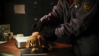 Cats & Dogs: The Revenge of Kitty Galore - trailer с закадровым переводом