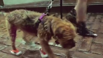 Heart of a Dog - trailer с субтитрами