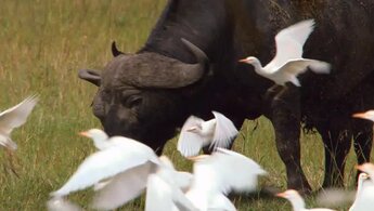 African Cats - trailer