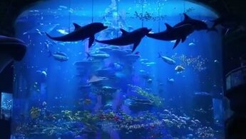 Finding Dory - russian final trailer