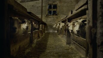 Lamb - trailer in russian