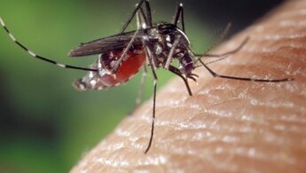Mosquito - trailer in russian