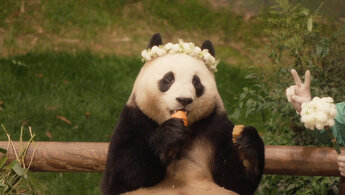My Dearest Fu Bao - trailer in russian