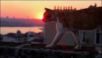 Город Кошек - русский трейлер